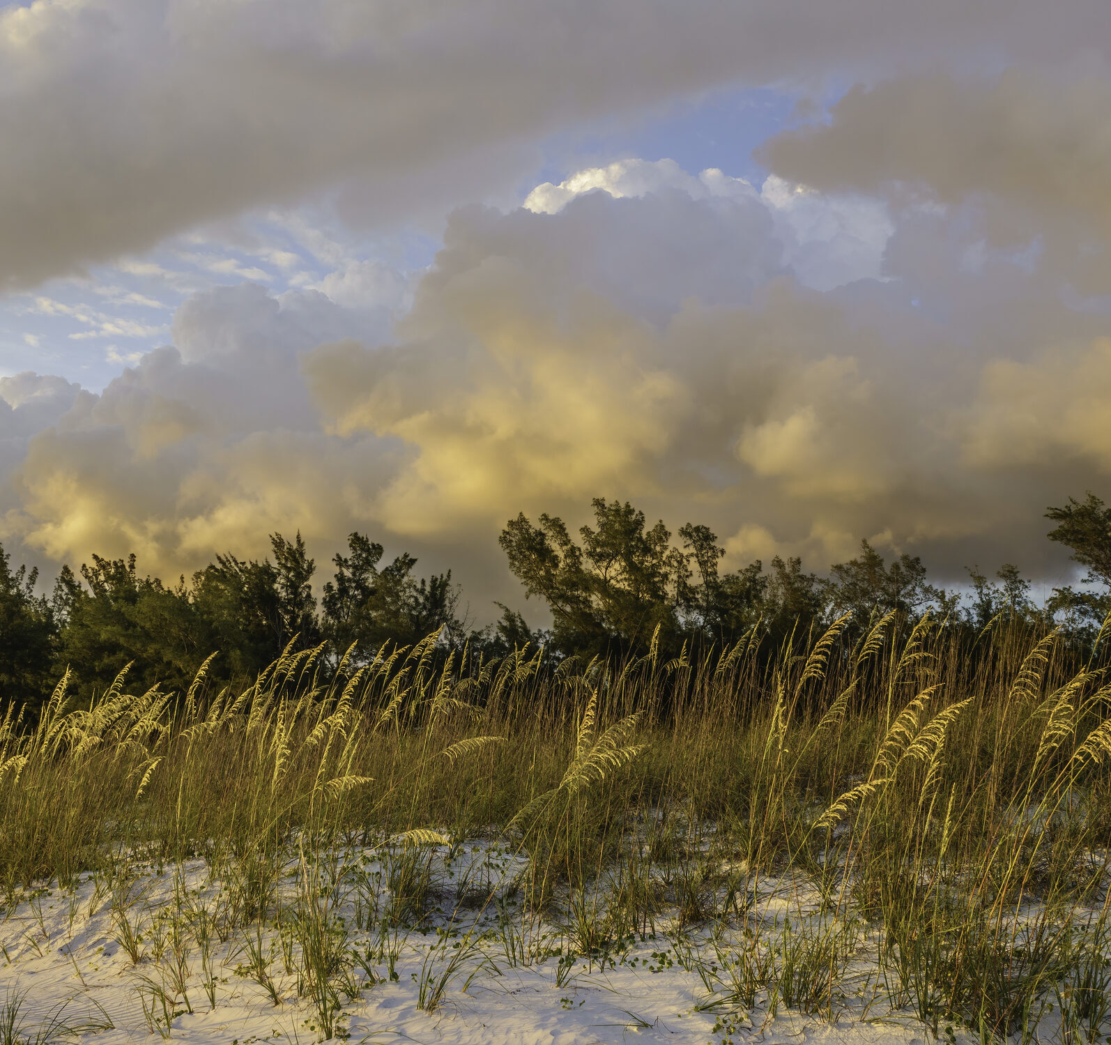 Sea oats along the Gulf Coast at sunset